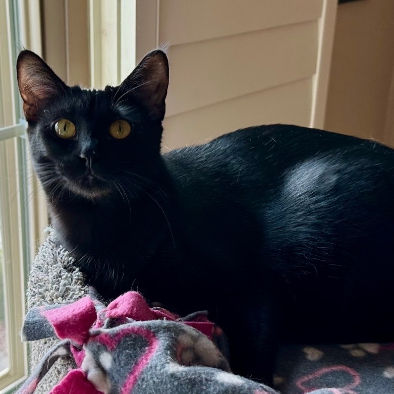 Enlarge Olivia and Chatali, a Adoptable American Shorthair image 5/5