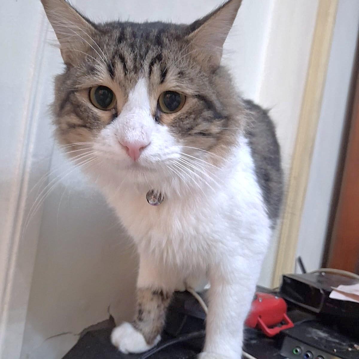 BEBO Amigo Amoré, an adopted Ragamuffin in Mississauga, ON image 6/6