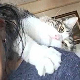 BEBO Amigo Amoré, an adopted Ragamuffin in Mississauga, ON image 4/6