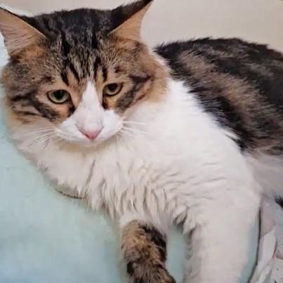 BEBO Amigo Amoré, an adopted Ragamuffin in Mississauga, ON image 1/6