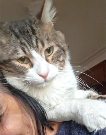 BEBO Amigo Amoré, an adopted Ragamuffin in Mississauga, ON image 3/6