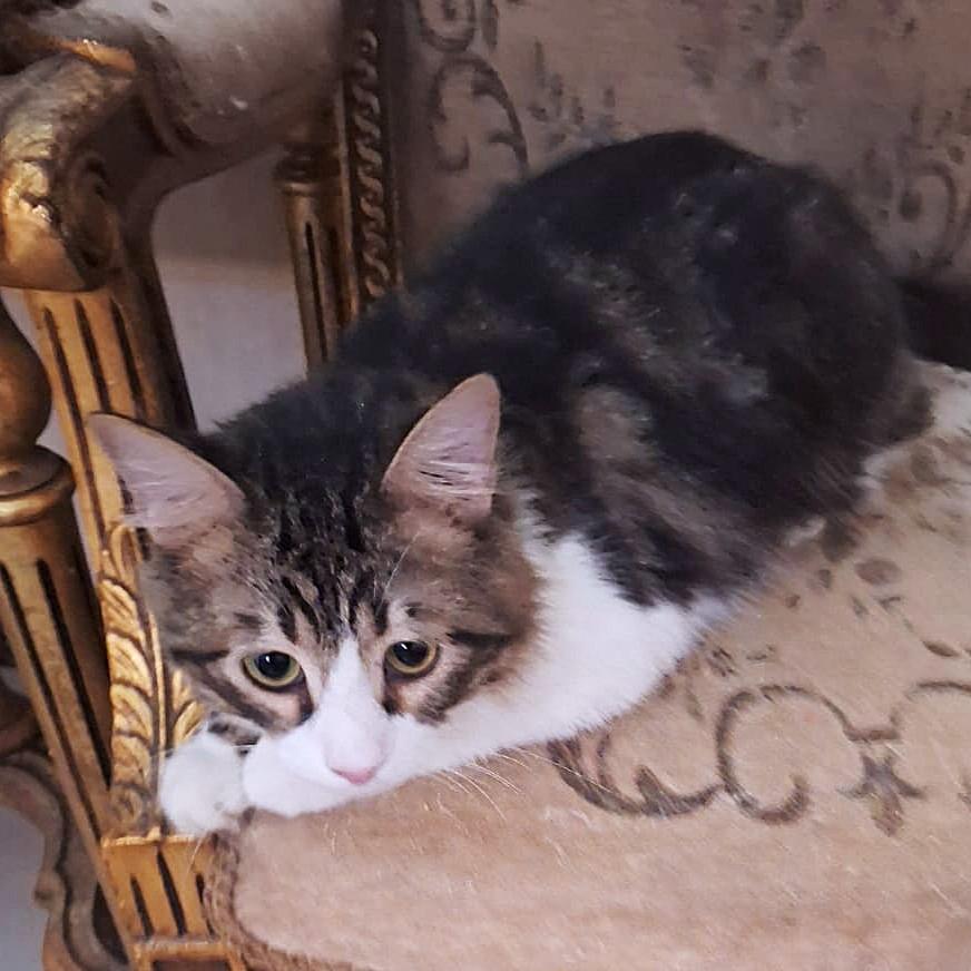 BEBO Amigo Amoré, an adopted Ragamuffin in Mississauga, ON image 5/6