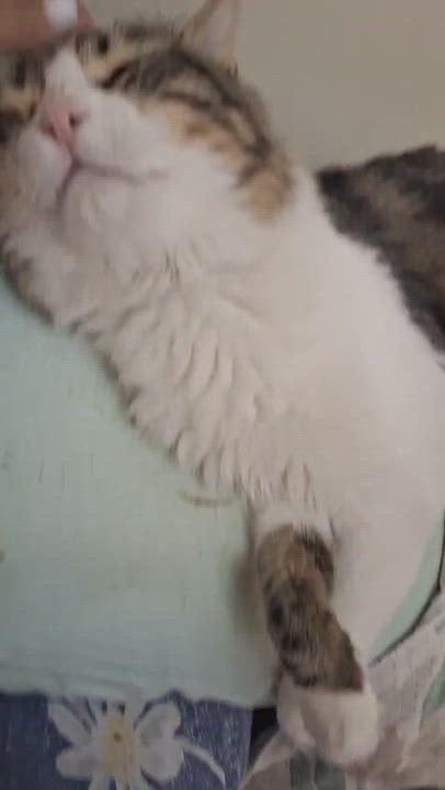 Enlarge BEBO Amigo Amoré, an adopted Ragamuffin in Mississauga, ON video 2/6