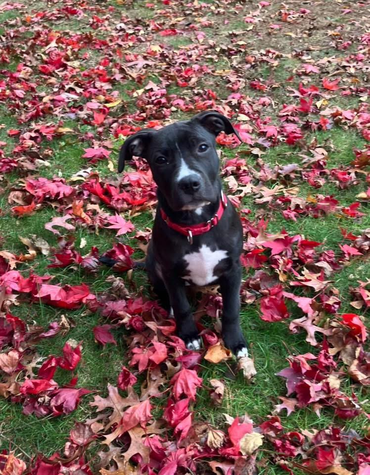 Reece, Adoptable, Puppy Female Mixed Breed.