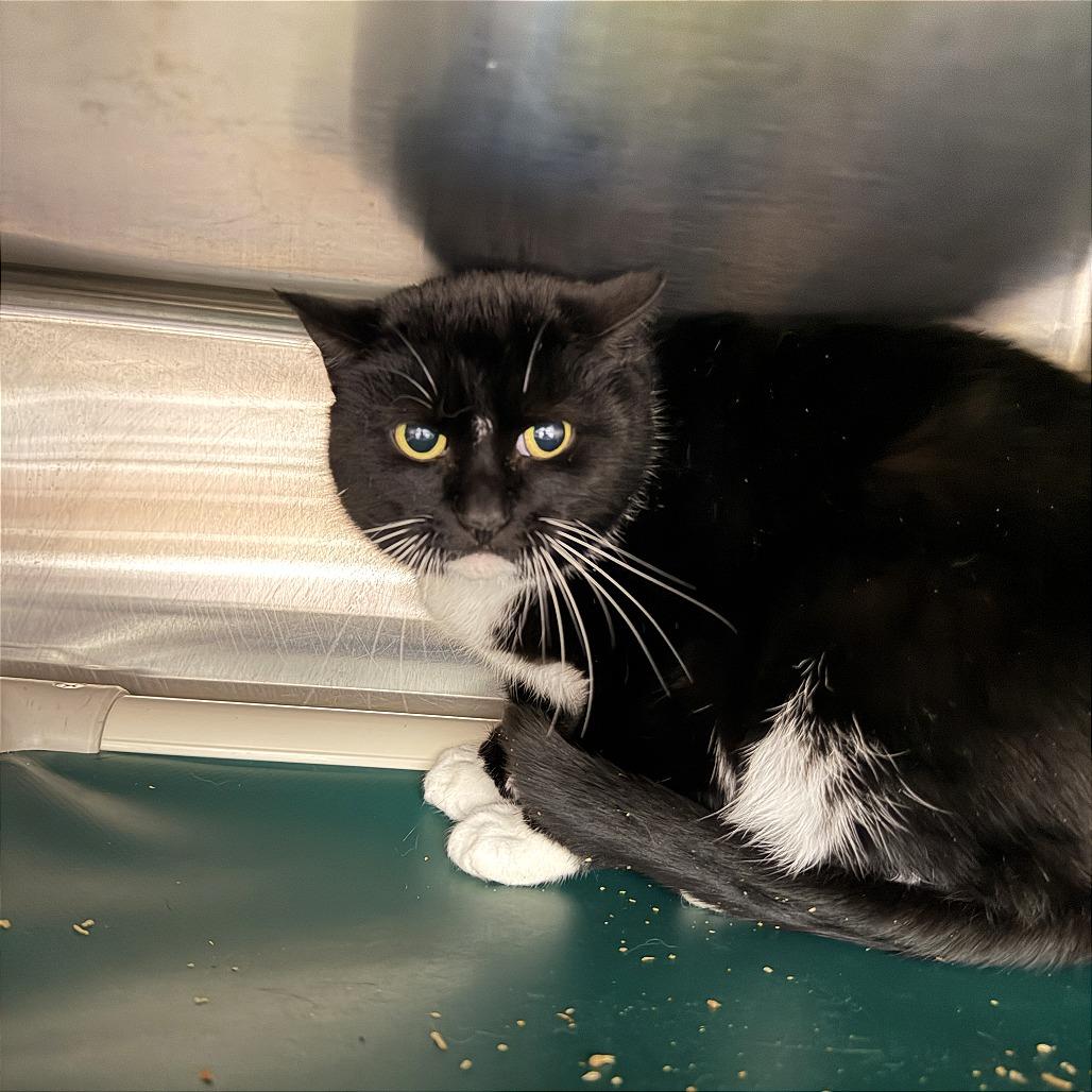 Deborah, Adoptable, Adult Female Domestic Short Hair.