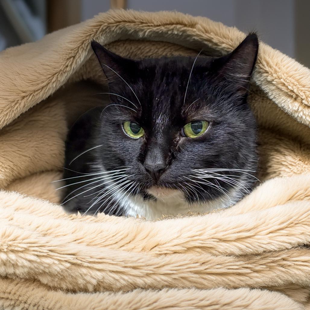 Enlarge Deborah, a Adoptable Domestic Short Hair in Gainesville, GA image 2/3