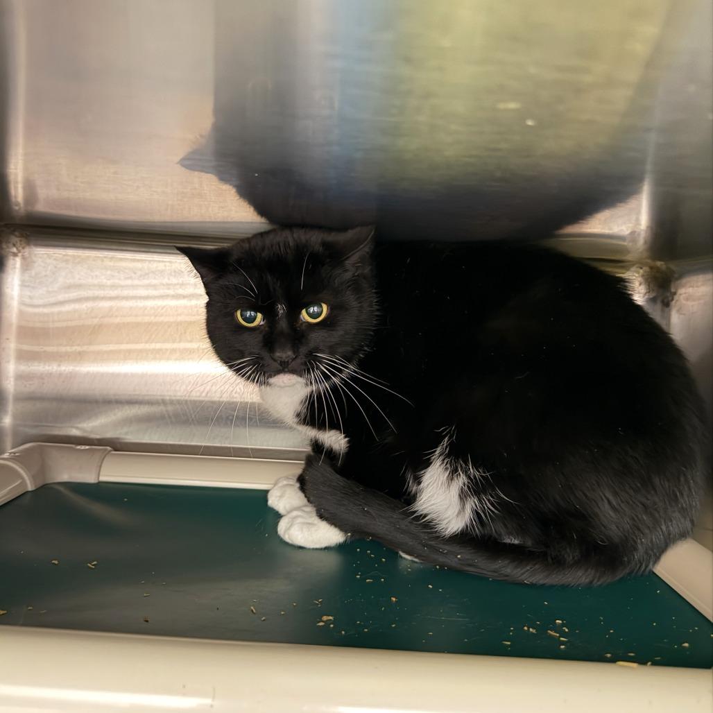 Enlarge Deborah, a Adoptable Domestic Short Hair in Gainesville, GA image 3/3