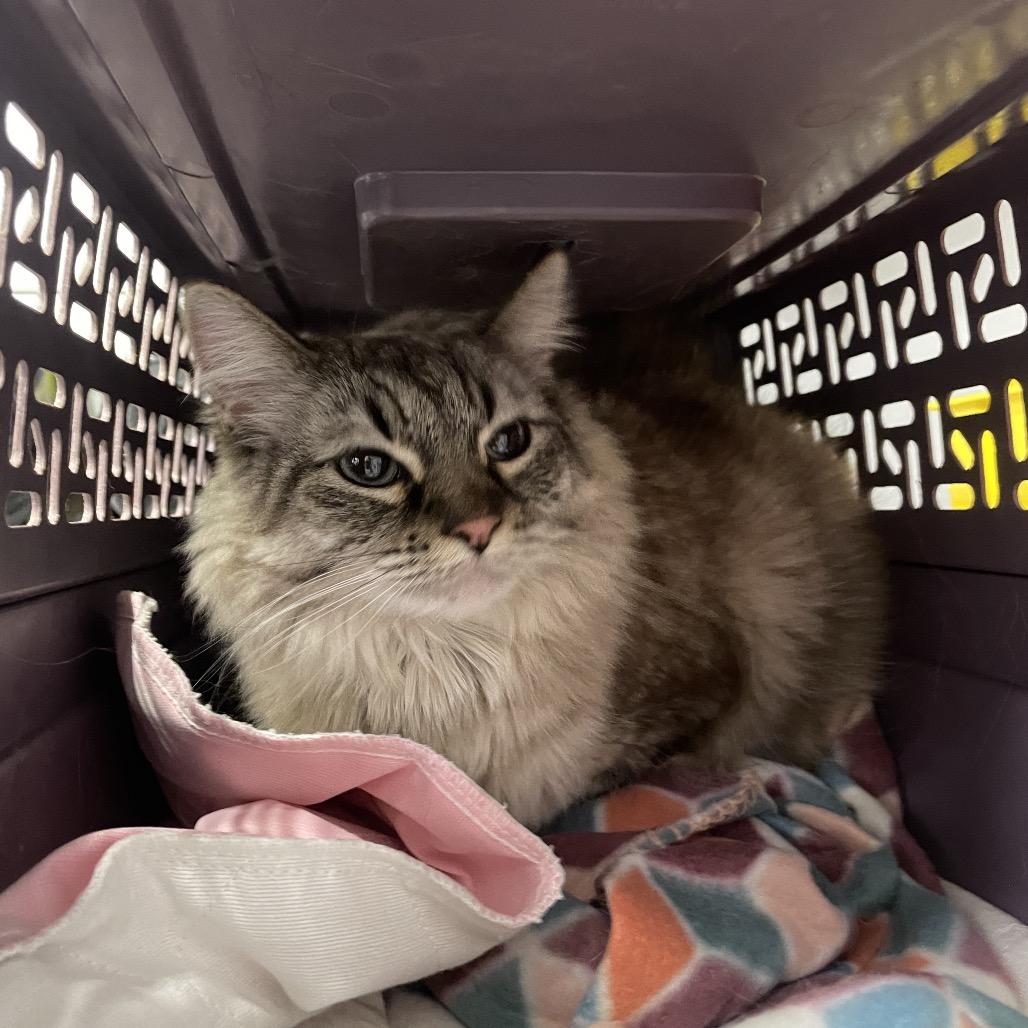 Ava, Adoptable, Adult Female Domestic Long Hair.