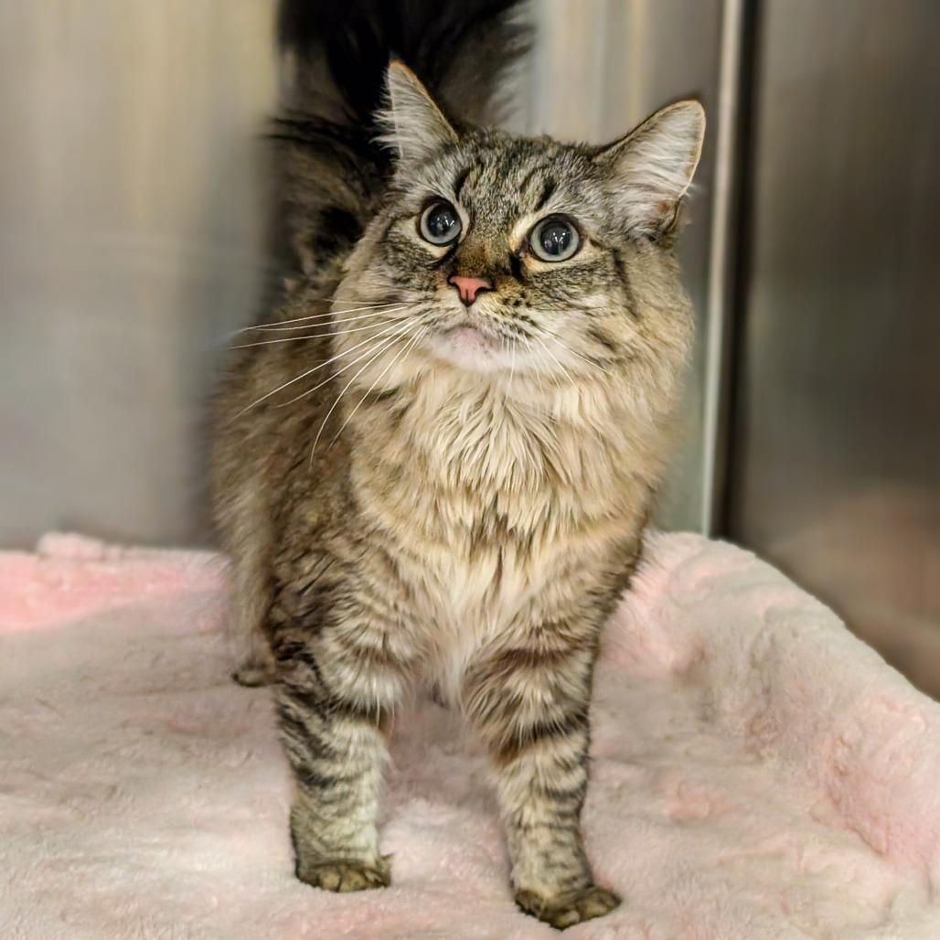 Ava, a Adoptable Domestic Long Hair in Spokane, WA image 2/2