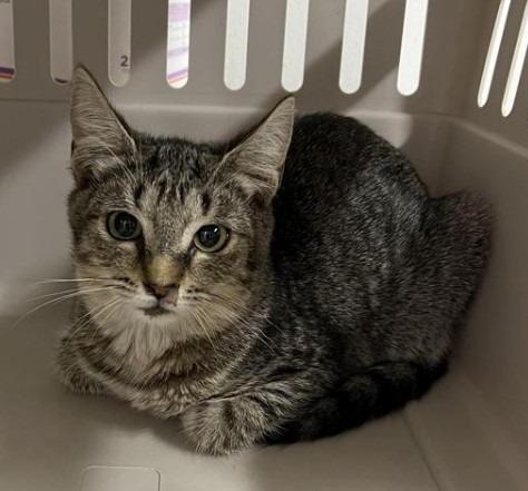 Casey- herpes, Adoptable, Adult Female Domestic Short Hair.