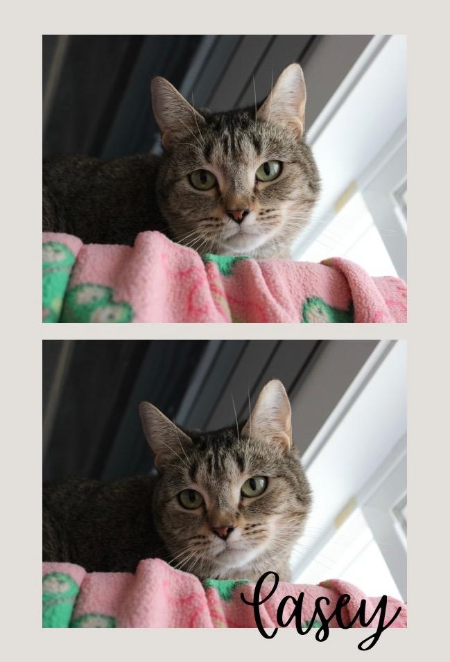 Enlarge Casey- herpes, a Adoptable mixed breed in Pierceton, IN image 3/3