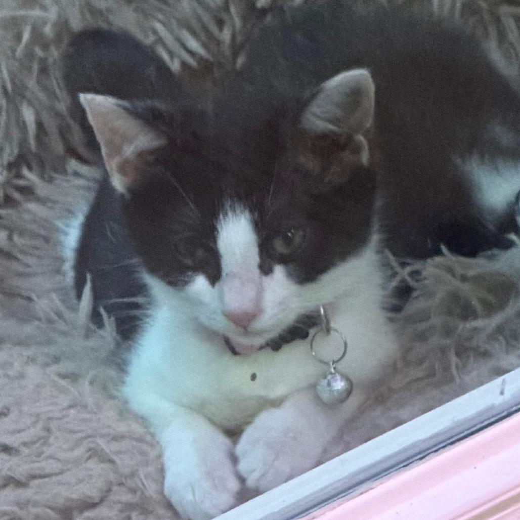 Hereford, Adoptable, Kitten Female Domestic Short Hair.
