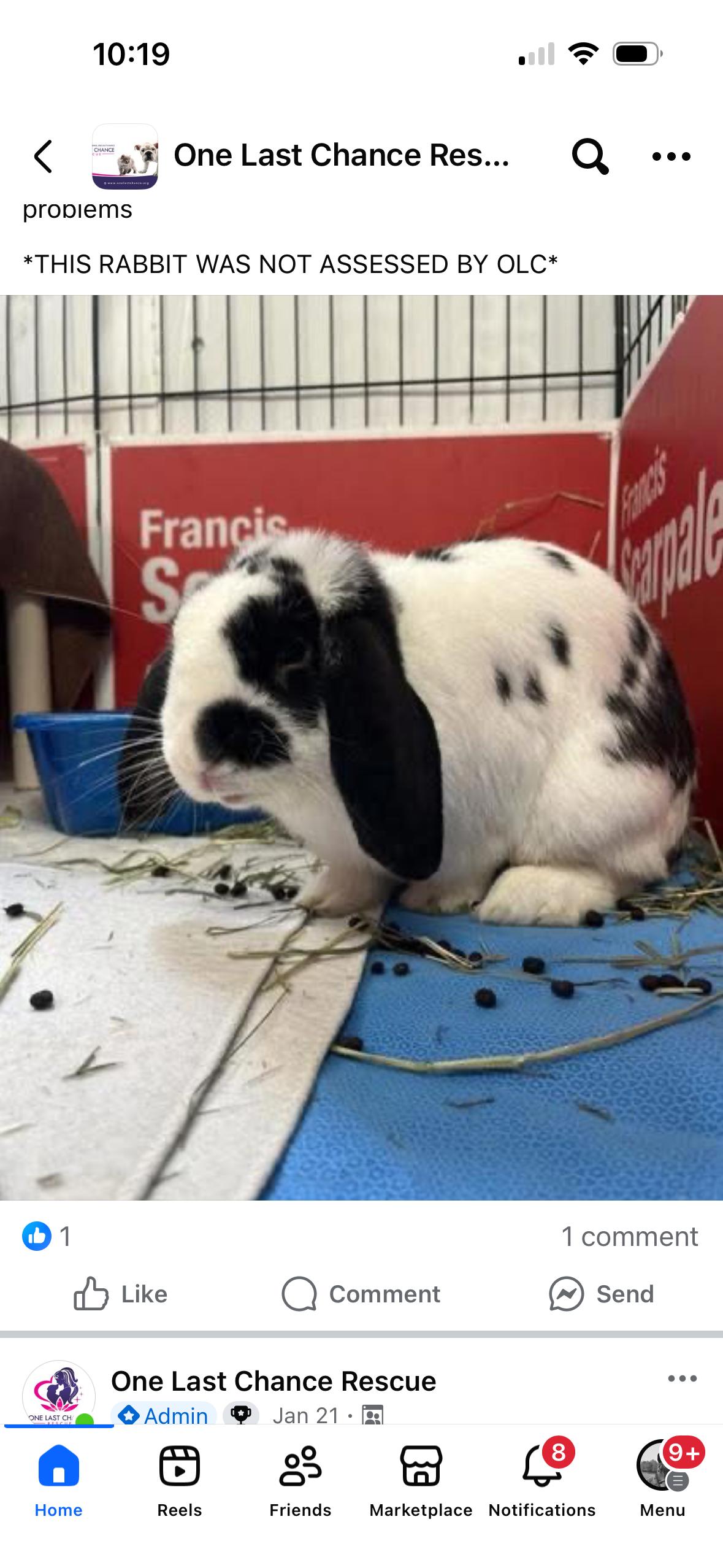 Enlarge Benji, a ADOPTABLE Holland Lop in Everett, ON image 1/1