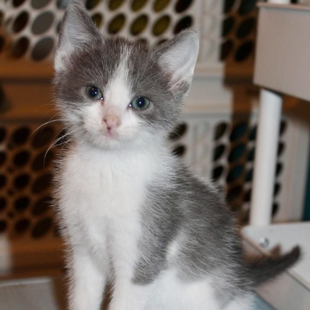 Jose, Adoptable, Kitten Male Domestic Short Hair.