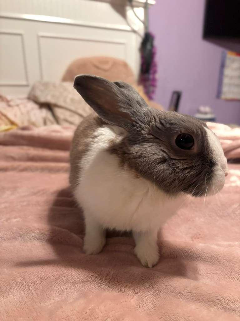 Enlarge WILLOW, an adopted Dutch in Forest Hills, NY image 6/6