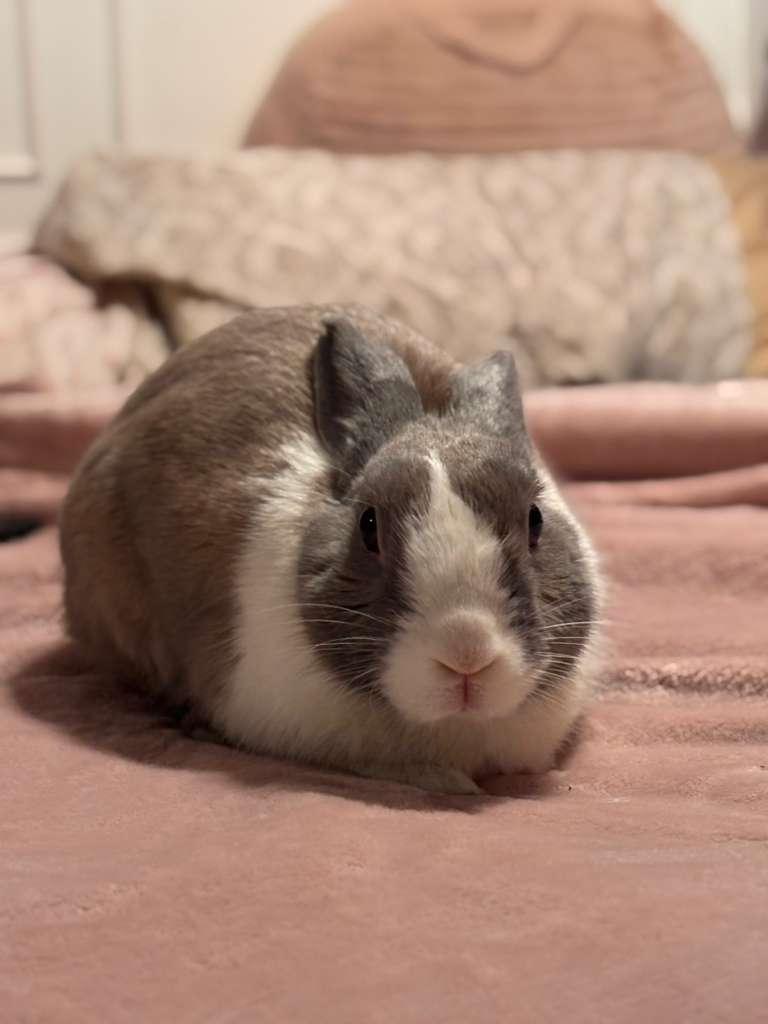 Enlarge WILLOW, an adopted Dutch in Forest Hills, NY image 2/6