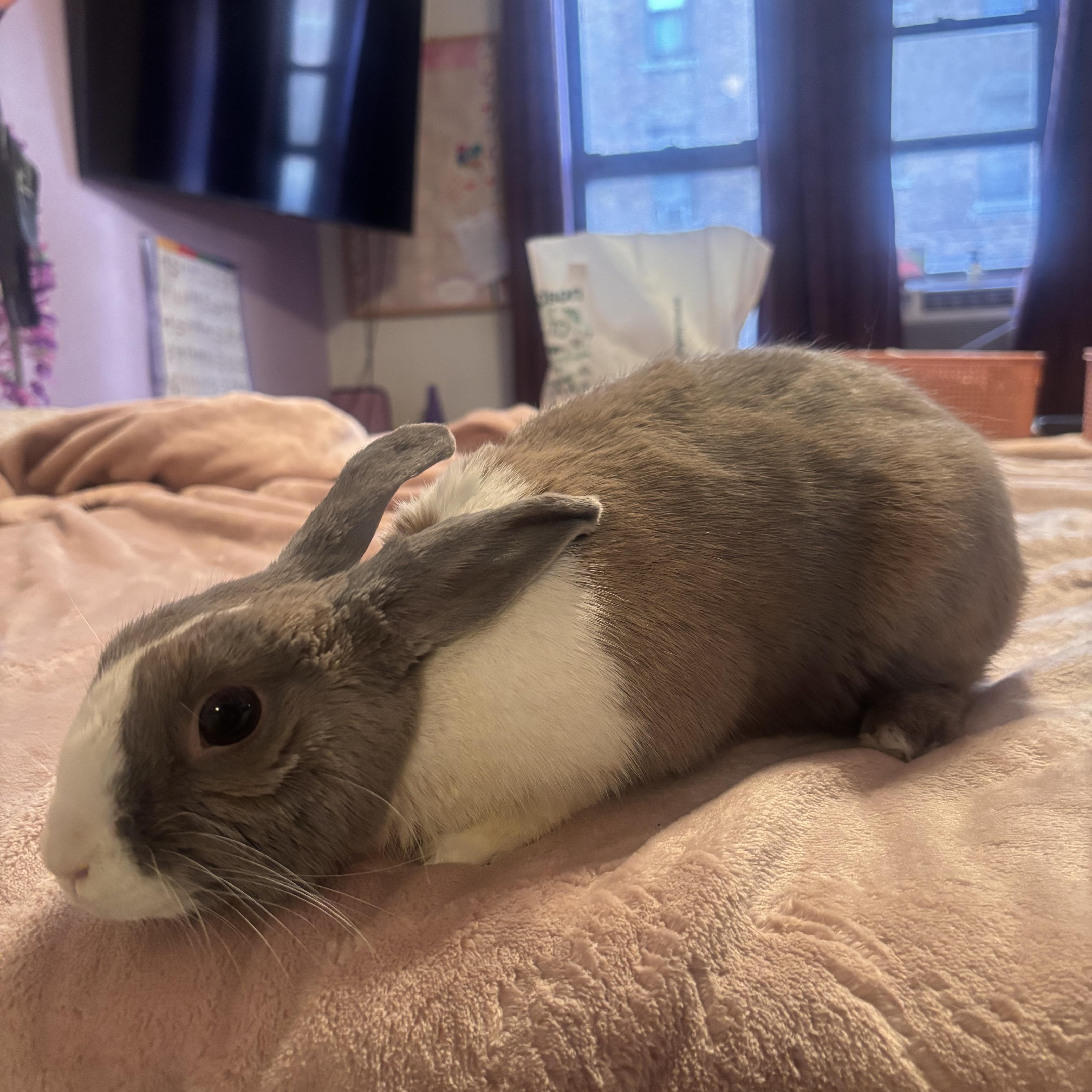 Enlarge WILLOW, an adopted Dutch in Forest Hills, NY image 4/6