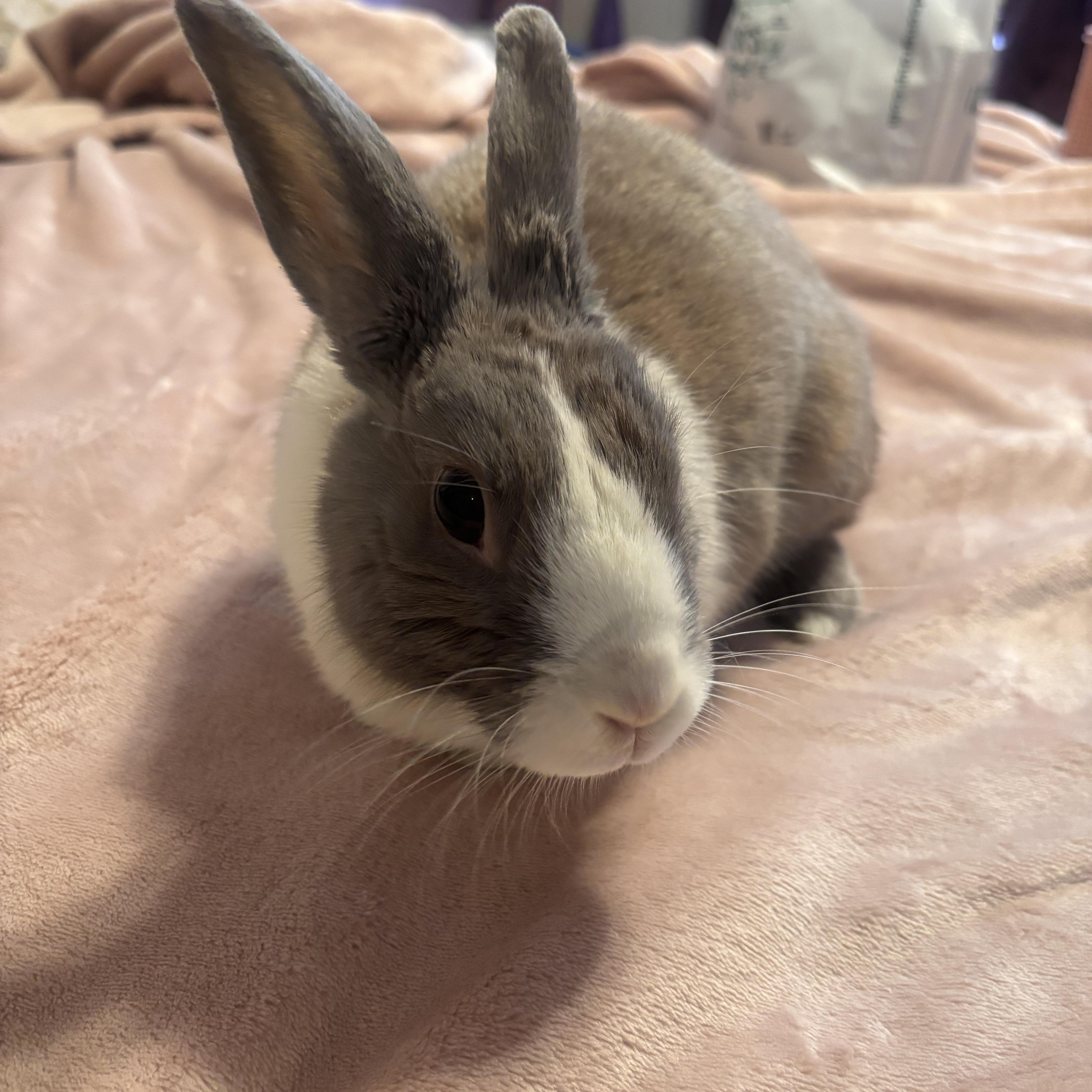 Enlarge WILLOW, an adopted Dutch in Forest Hills, NY image 5/6