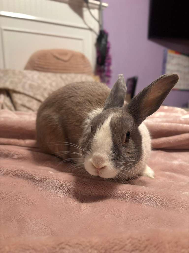 WILLOW, adopted, Senior Female Dutch.