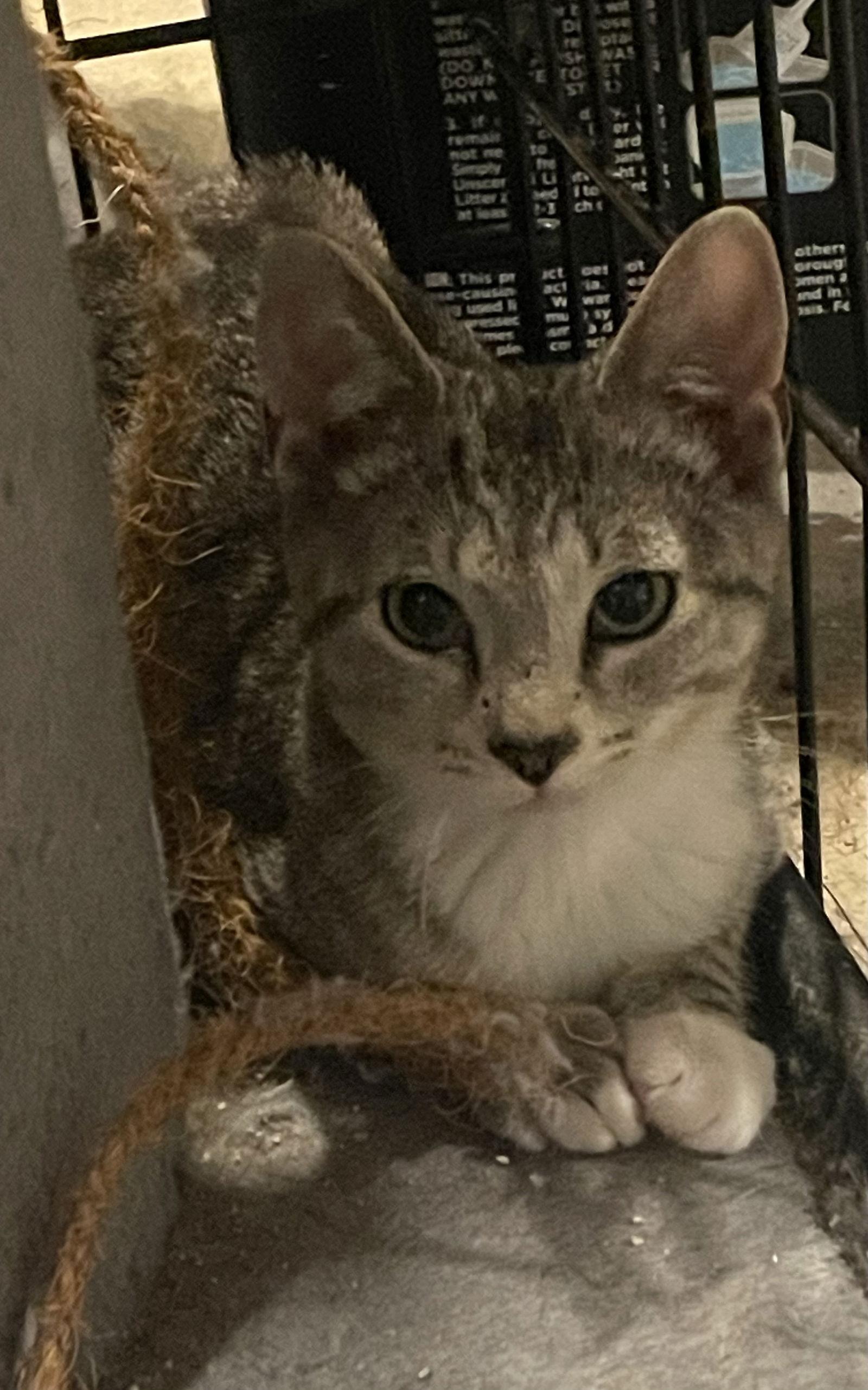 Dorito, Adoptable, Kitten Female Domestic Short Hair.