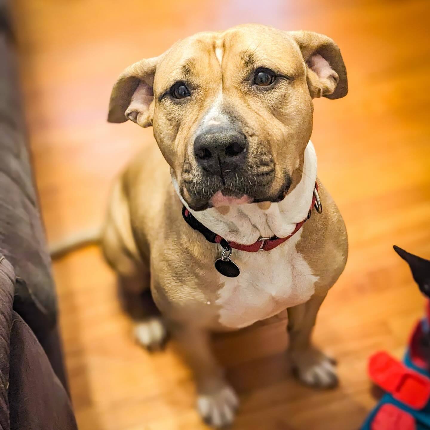 Enlarge Tassels, a Adoptable mixed breed in Detroit, MI image 1/5