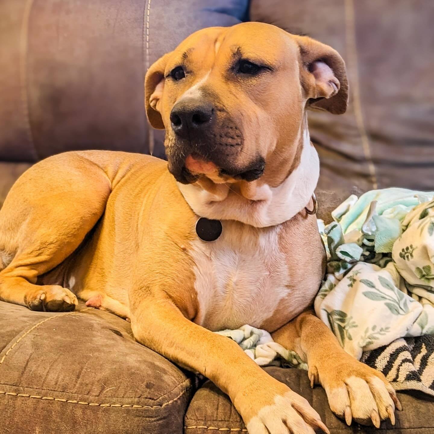 Enlarge Tassels, a Adoptable mixed breed in Detroit, MI image 2/5