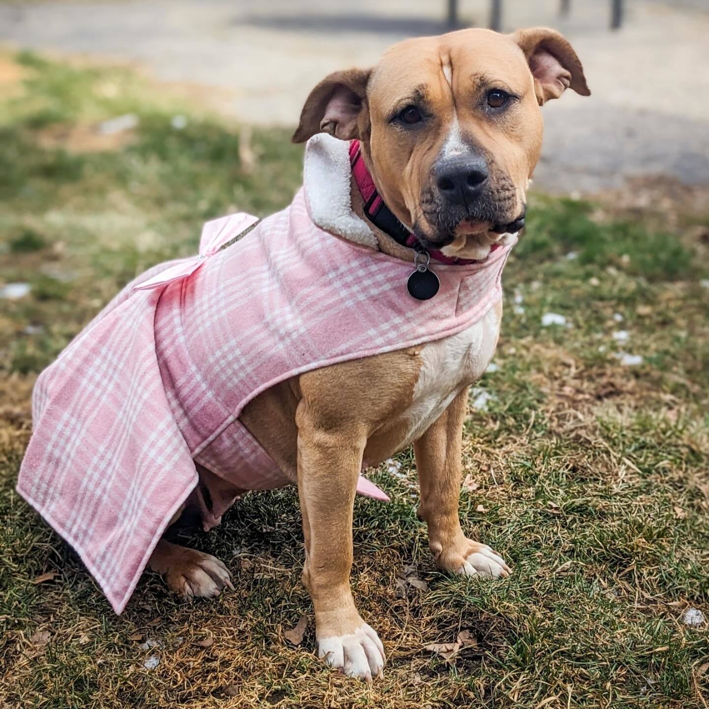 Enlarge Tassels, a Adoptable mixed breed in Detroit, MI image 3/5