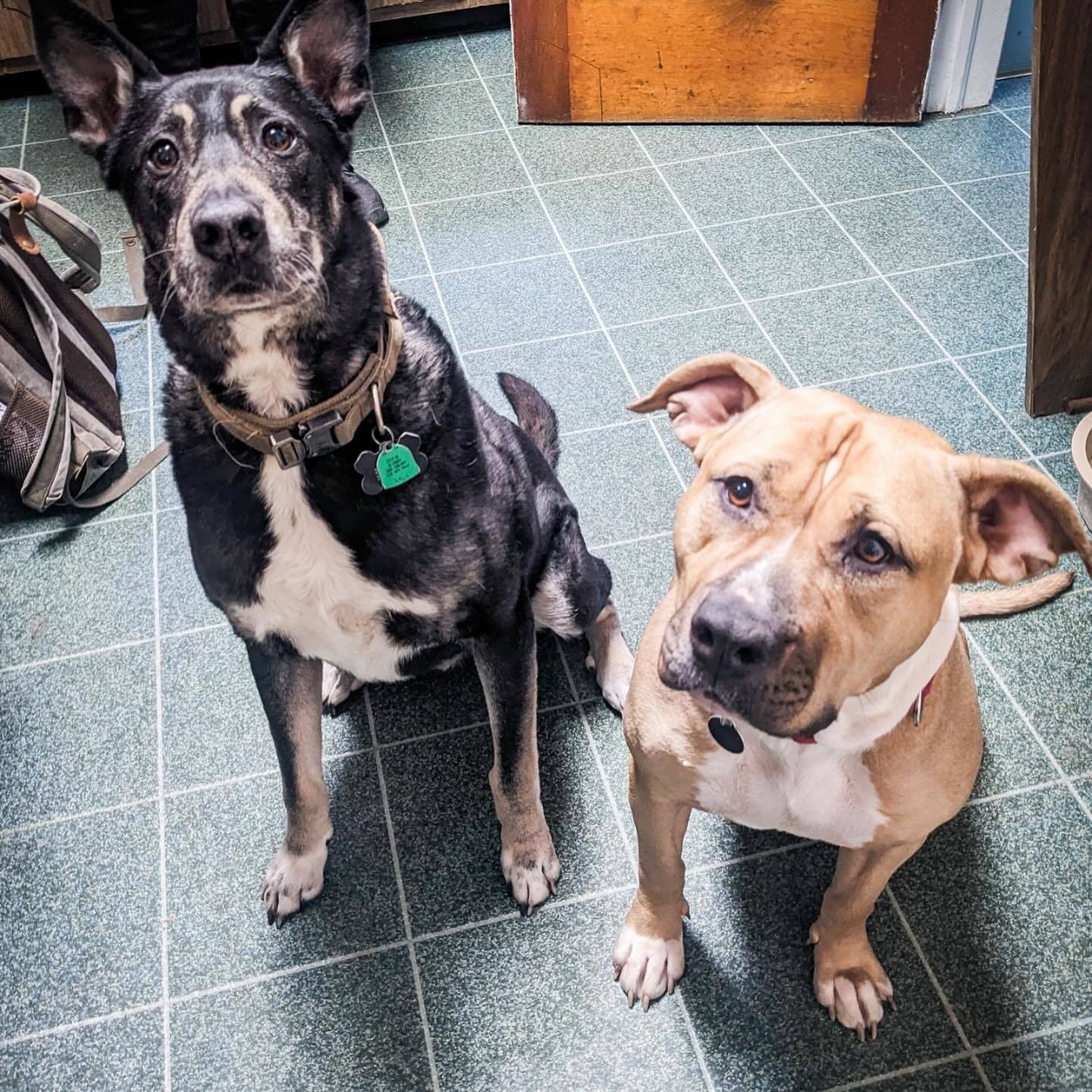 Enlarge Tassels, a Adoptable mixed breed in Detroit, MI image 4/5