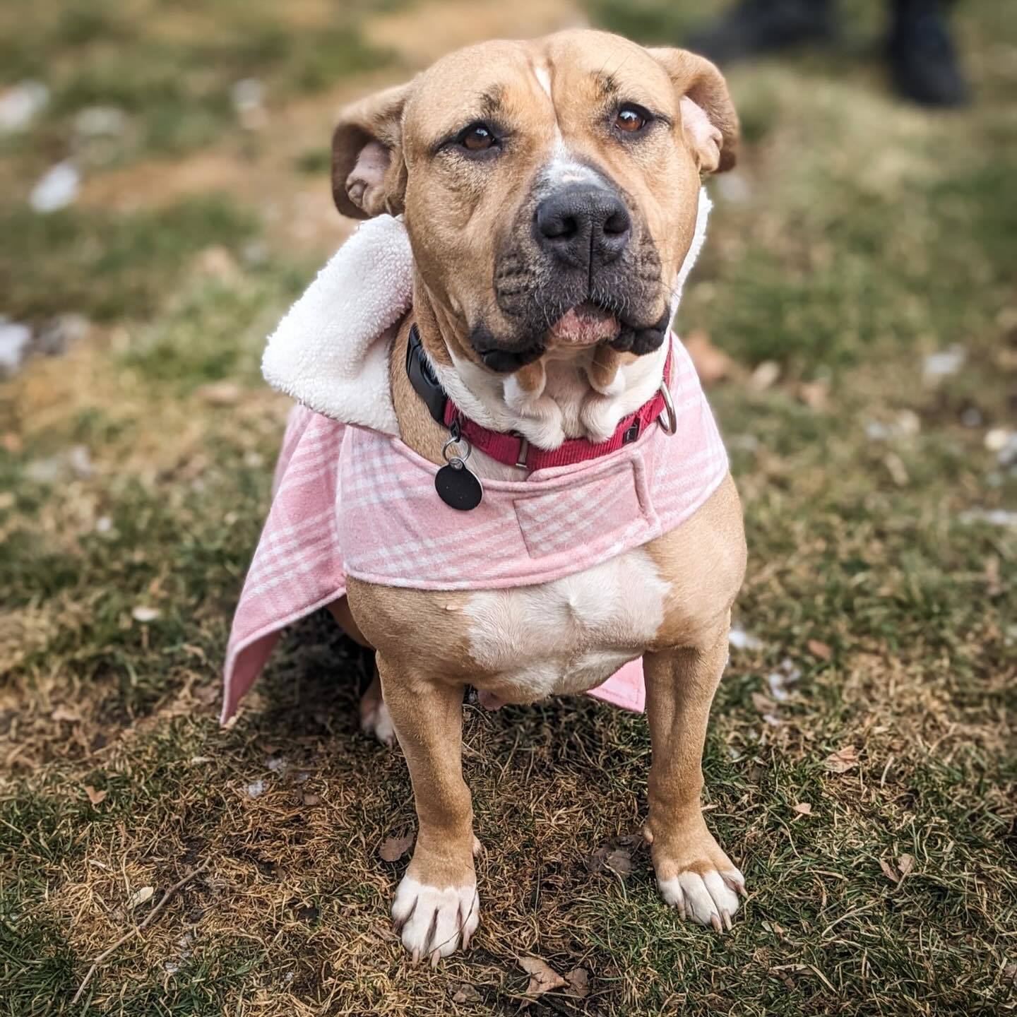 Enlarge Tassels, a Adoptable mixed breed in Detroit, MI image 5/5