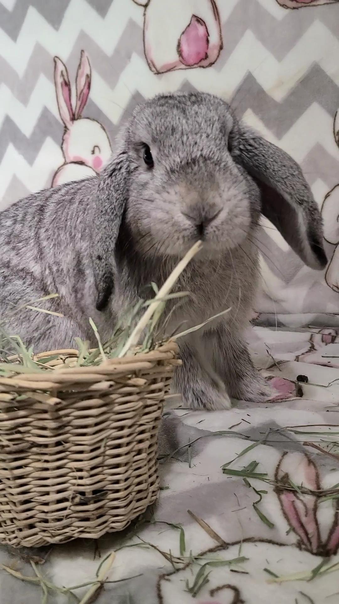 Clover, a Adopted Holland Lop in Waynesboro, VA image 1/6