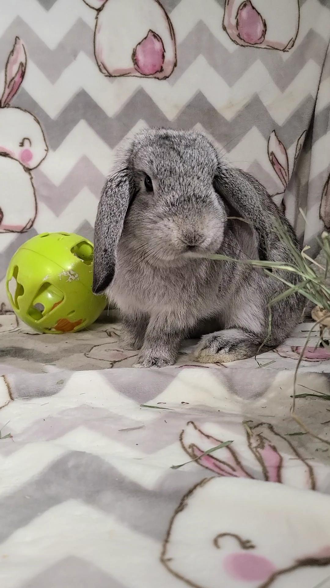 Clover, a Adopted Holland Lop in Waynesboro, VA image 2/6