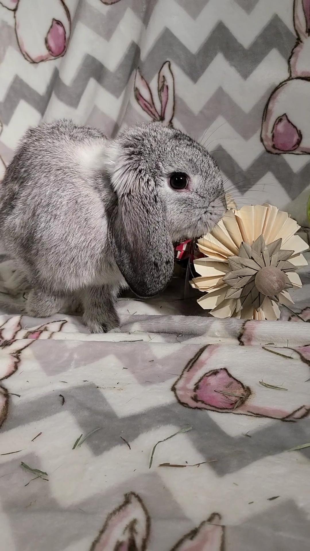 Clover, a Adopted Holland Lop in Waynesboro, VA image 3/6