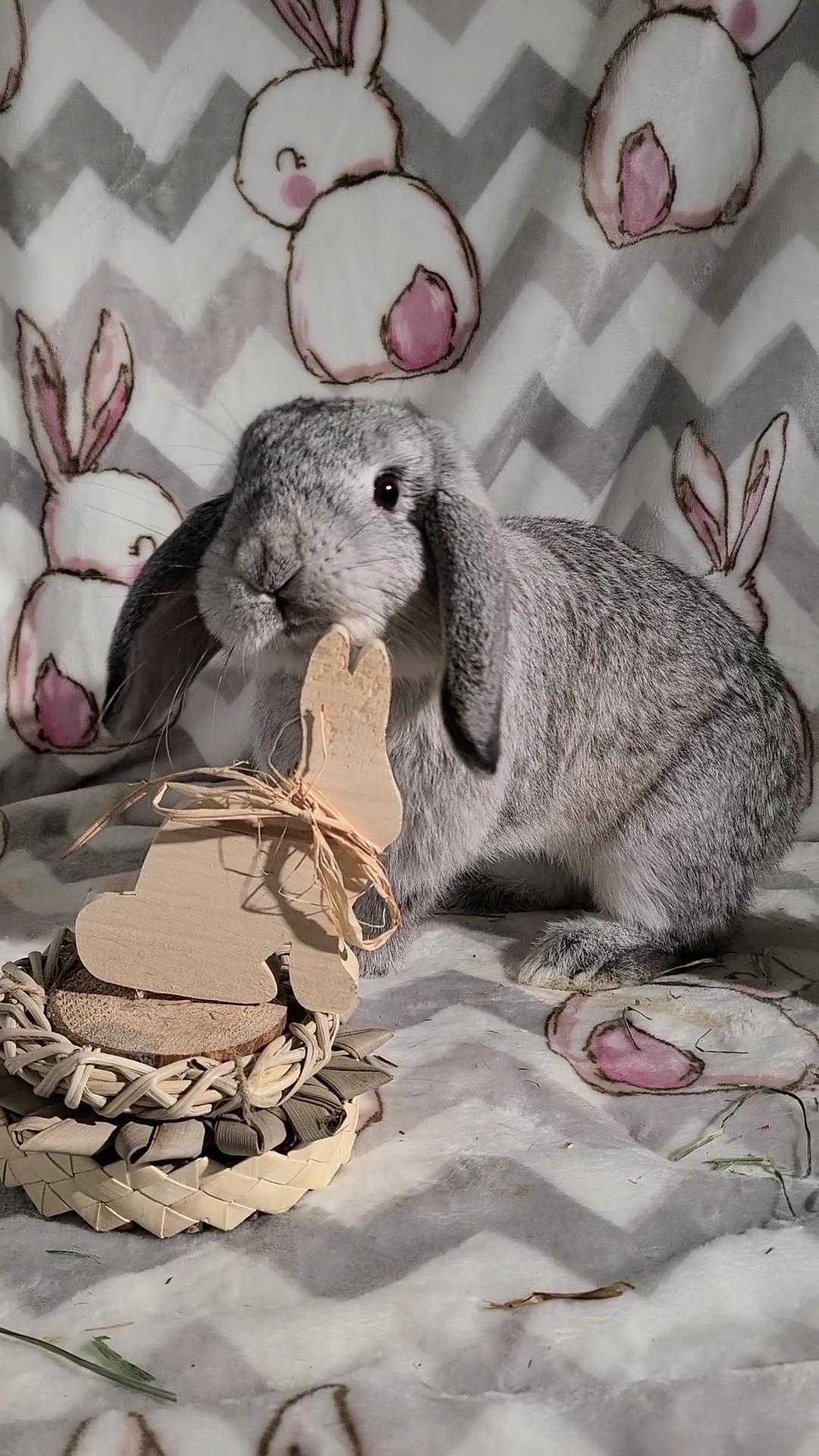 Clover, a Adopted Holland Lop in Waynesboro, VA image 4/6