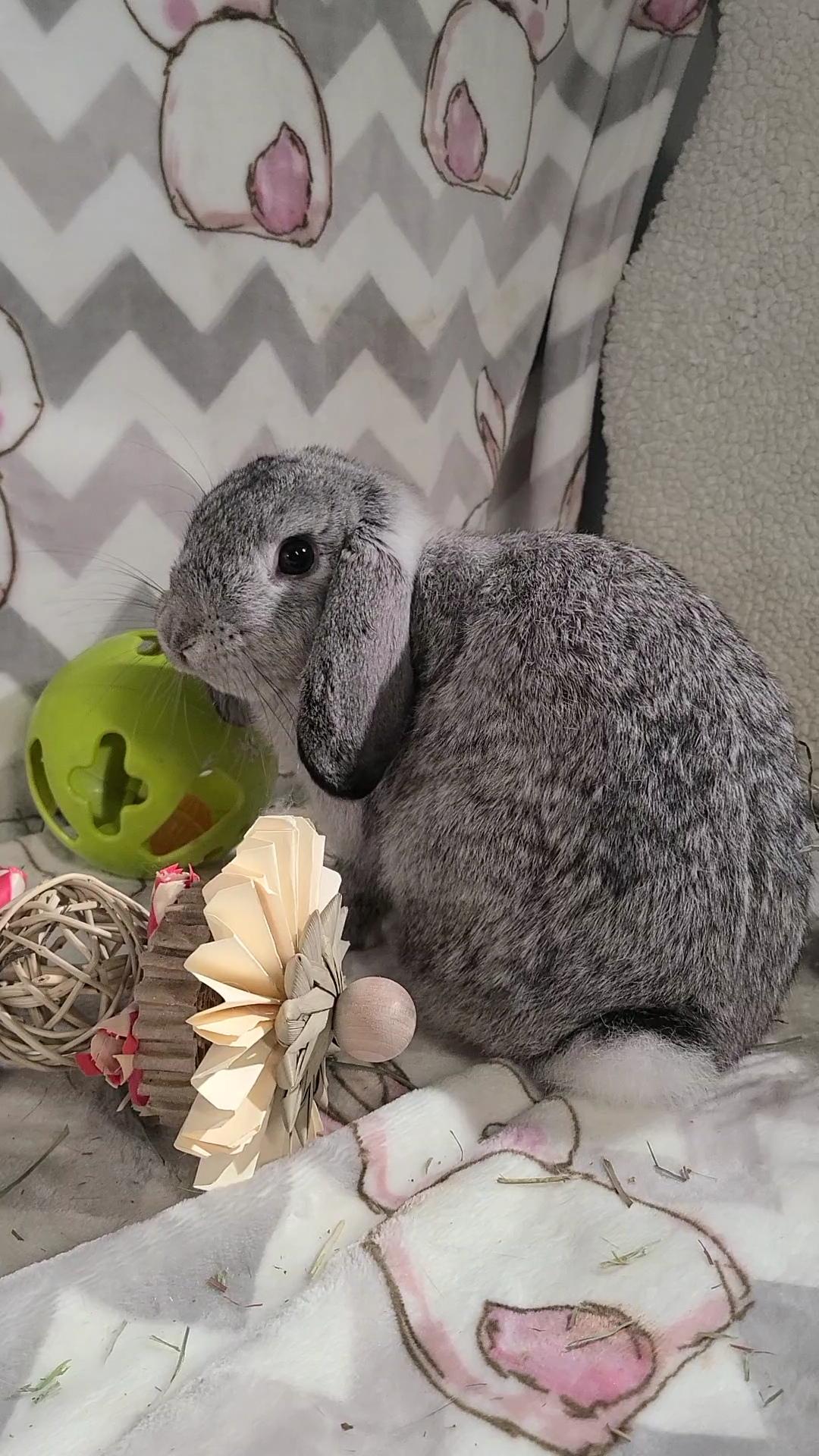 Clover, a Adopted Holland Lop in Waynesboro, VA image 5/6