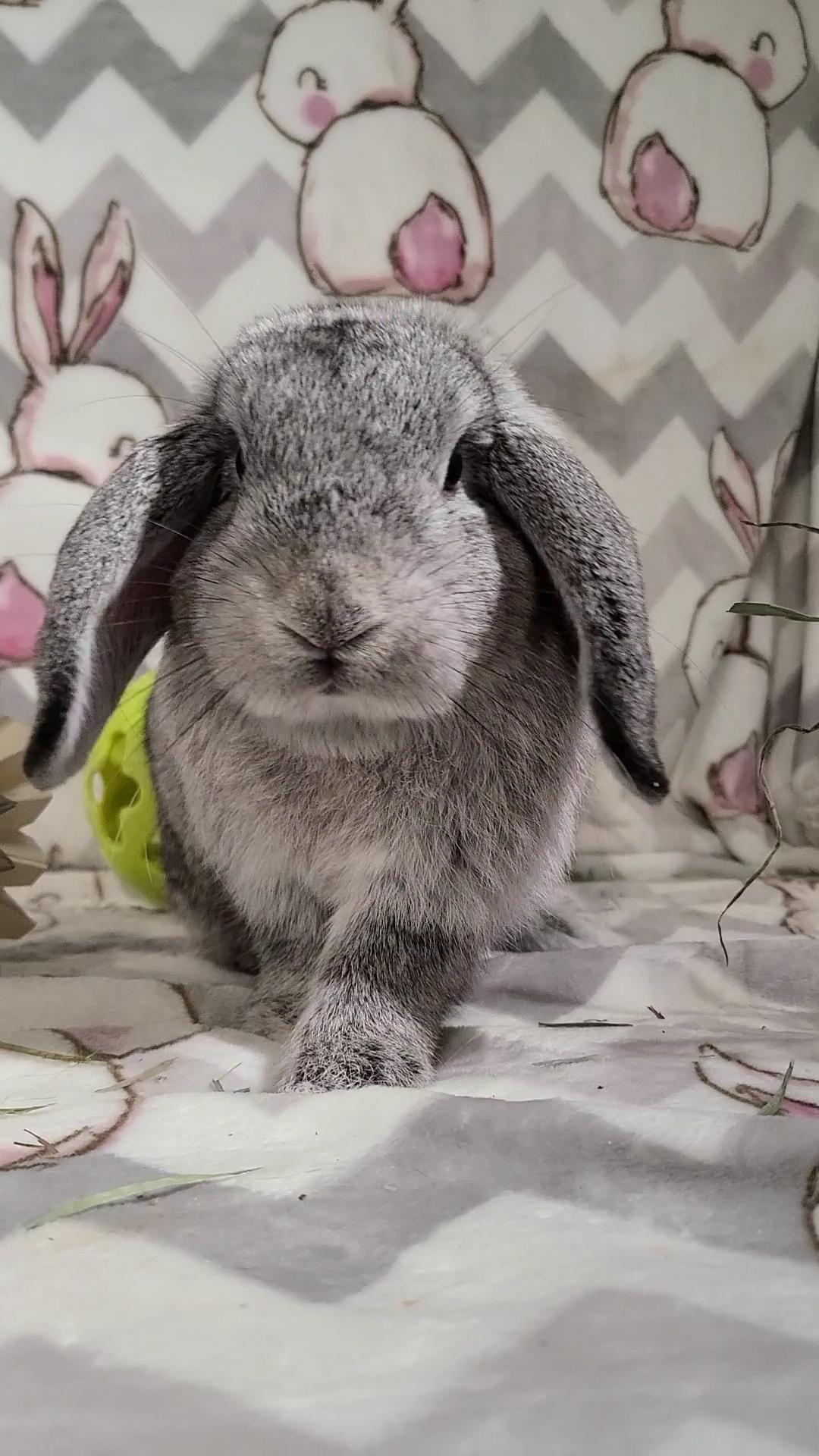 Clover, a Adopted Holland Lop in Waynesboro, VA image 6/6