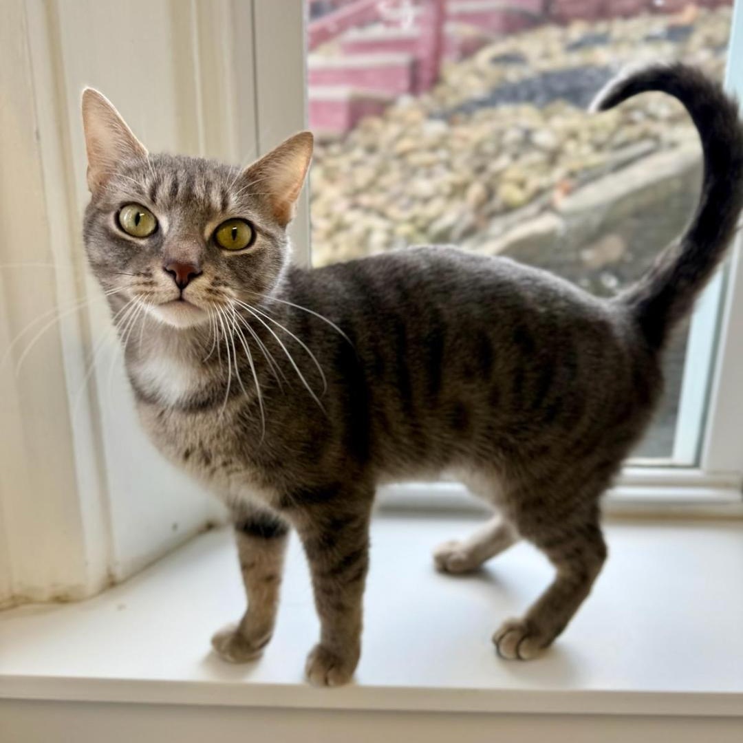 Enlarge Selina, a Adoptable Domestic Short Hair in Greensburg, PA image 1/4