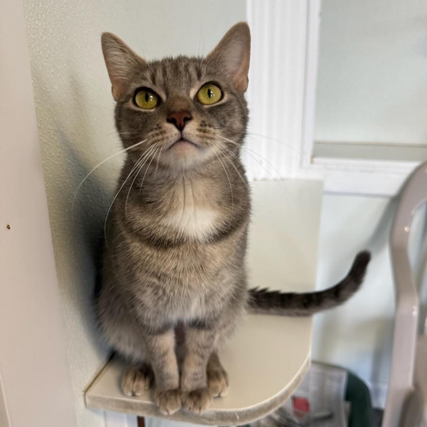 Enlarge Selina, a Adoptable Domestic Short Hair in Greensburg, PA image 2/4