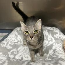 Enlarge Selina, a Adoptable Domestic Short Hair in Greensburg, PA image 3/4