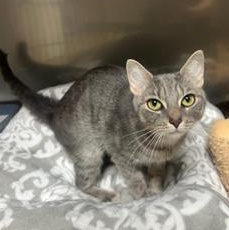 Enlarge Selina, a Adoptable Domestic Short Hair in Greensburg, PA image 4/4