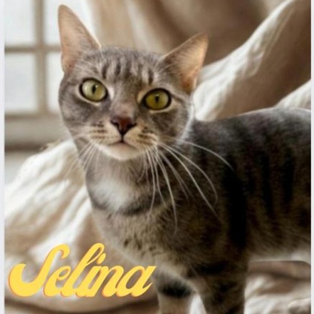 Selina, Adoptable, Adult Female Domestic Short Hair.