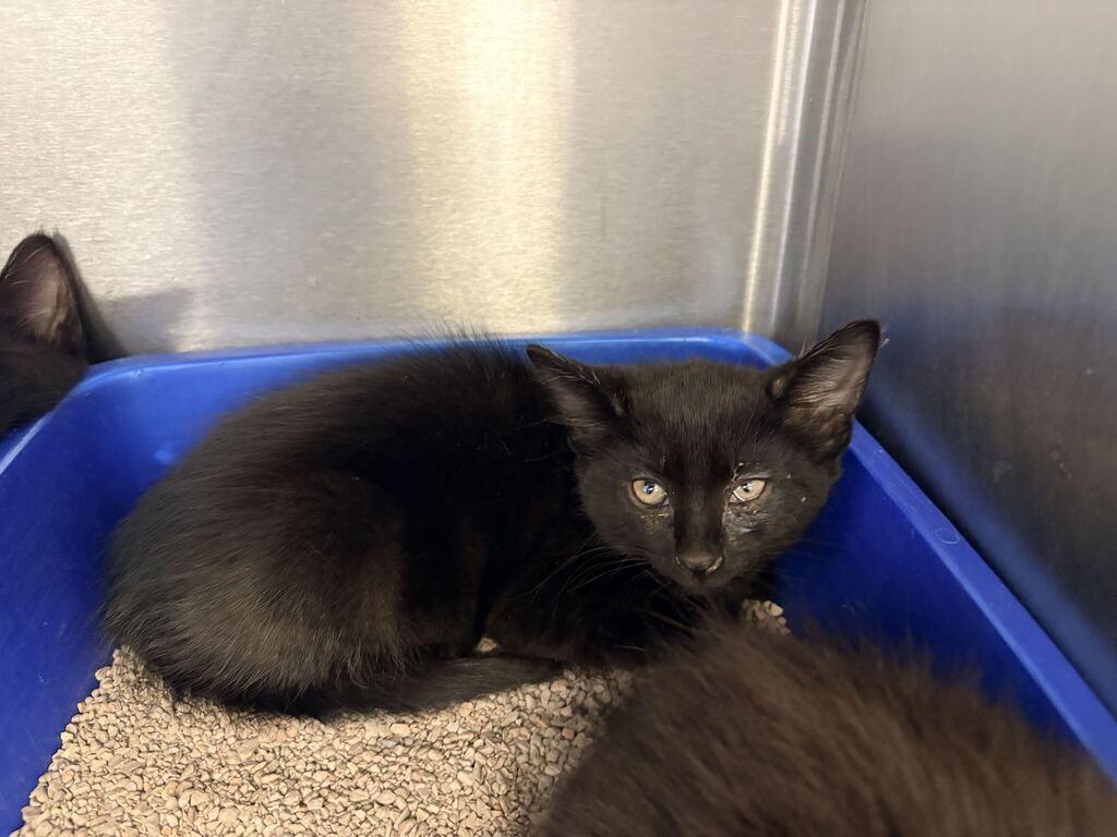 HEE HEE, Adoptable, Kitten Male Domestic Medium Hair.