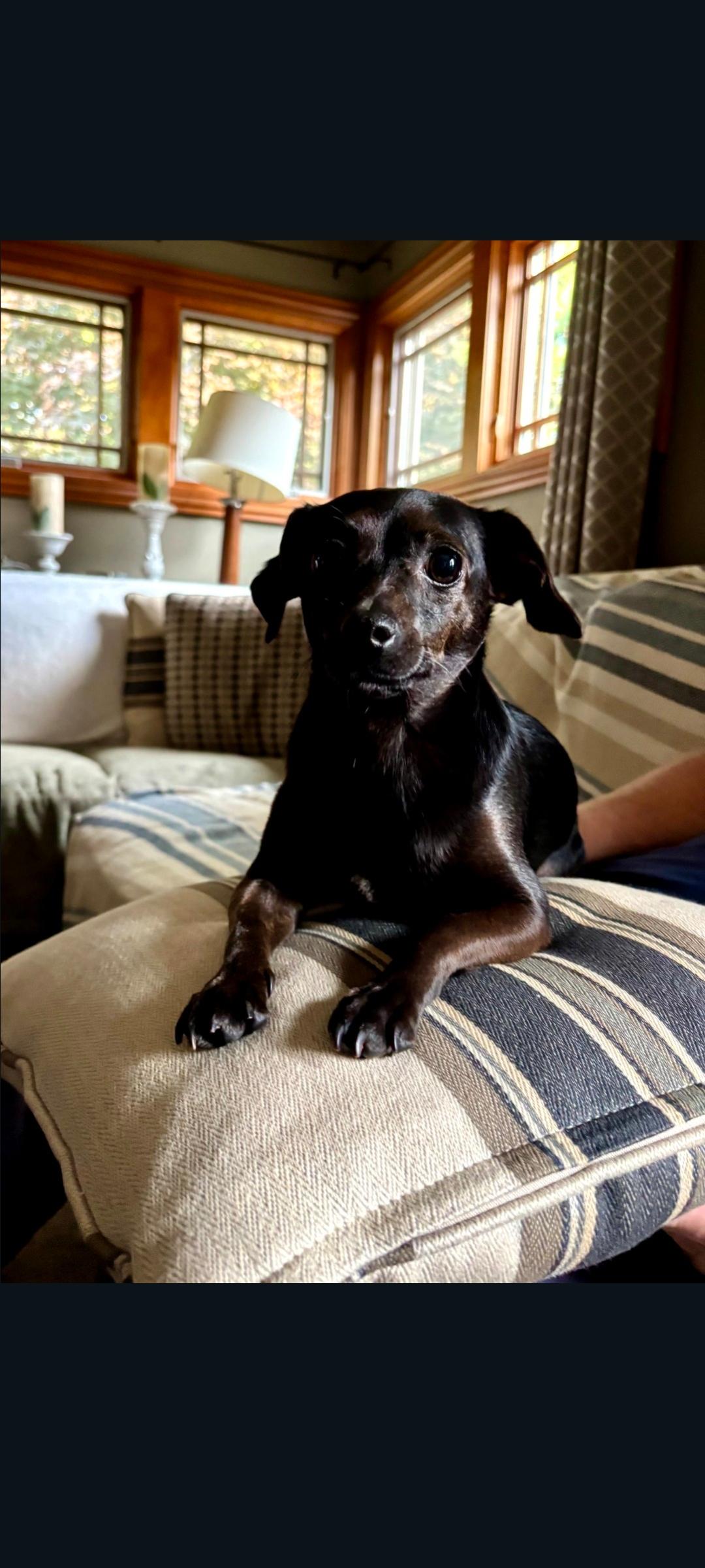 Sky, Adoptable, Adult Female Chihuahua & Terrier.