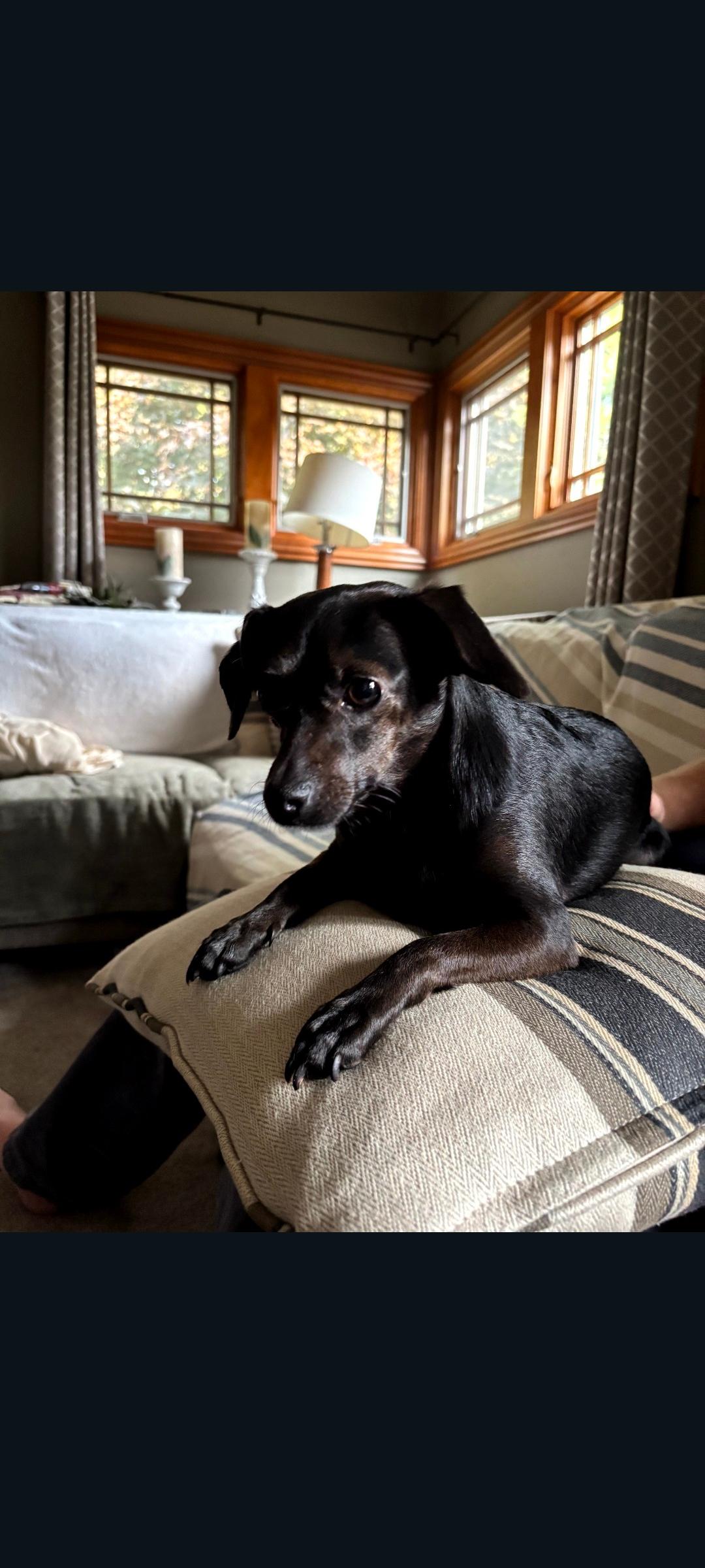 Enlarge Sky, a Adoptable mixed breed in Lewis Center, OH image 2/6