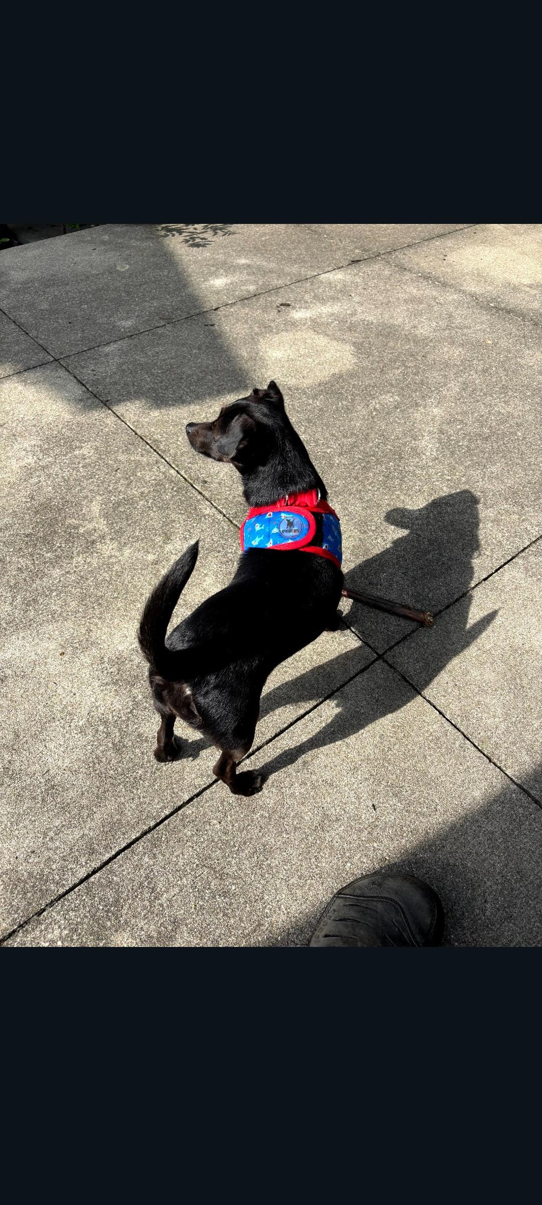 Enlarge Sky, a Adoptable mixed breed in Lewis Center, OH image 3/6