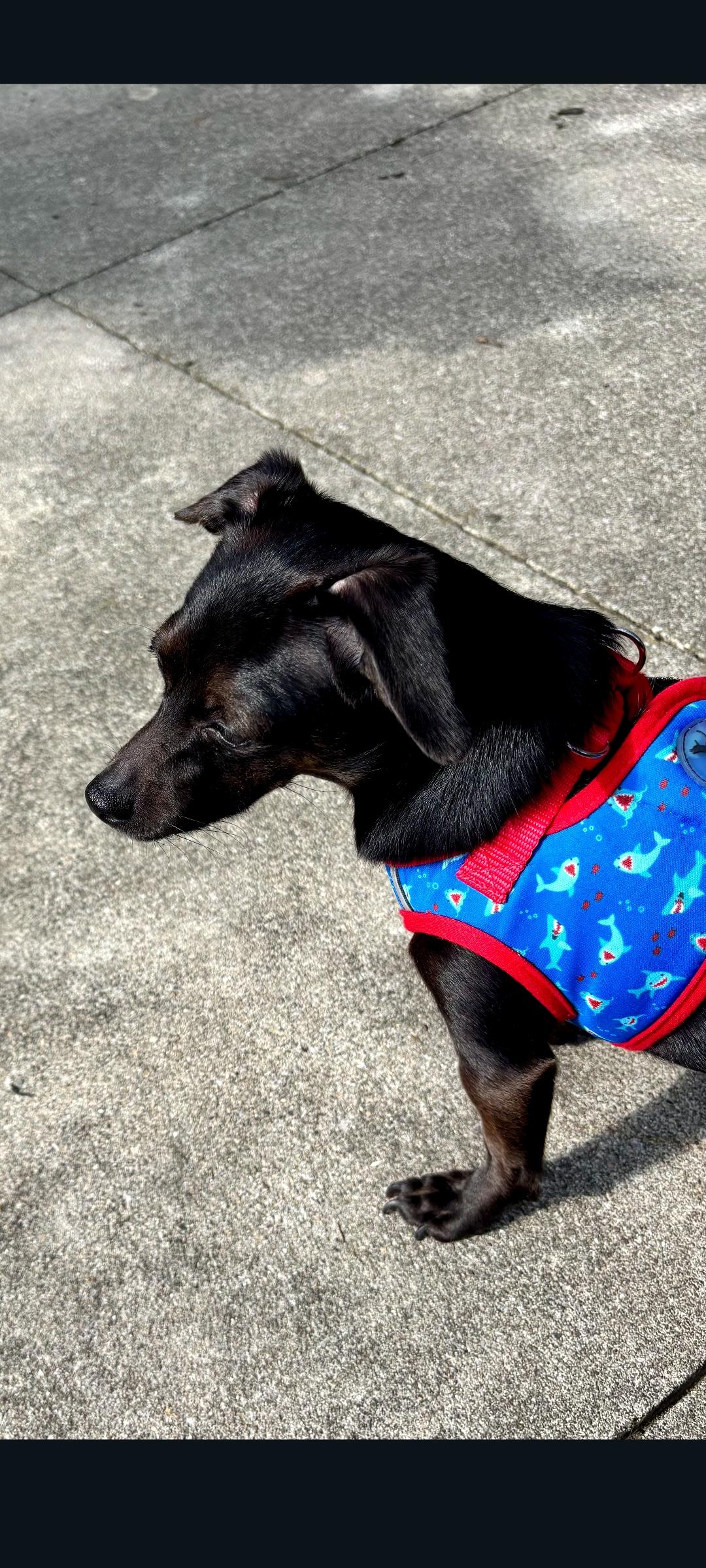 Enlarge Sky, a Adoptable mixed breed in Lewis Center, OH image 4/6