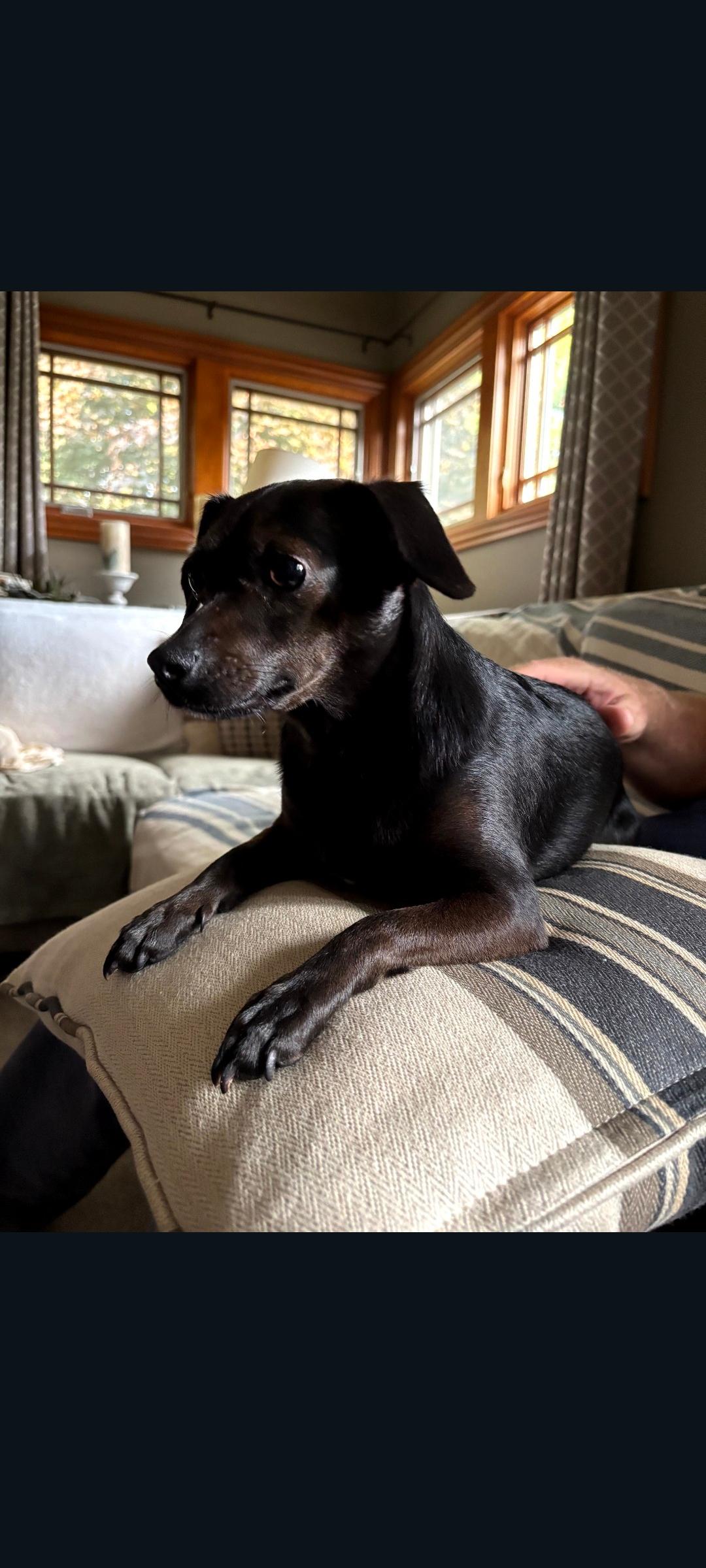Enlarge Sky, a Adoptable mixed breed in Lewis Center, OH image 5/6
