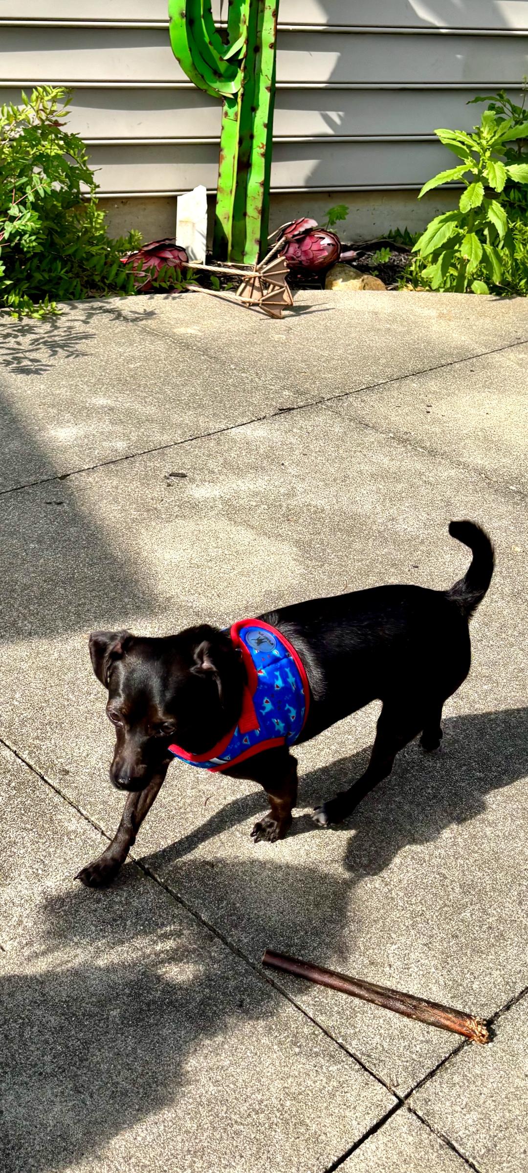 Enlarge Sky, a Adoptable mixed breed in Lewis Center, OH image 6/6