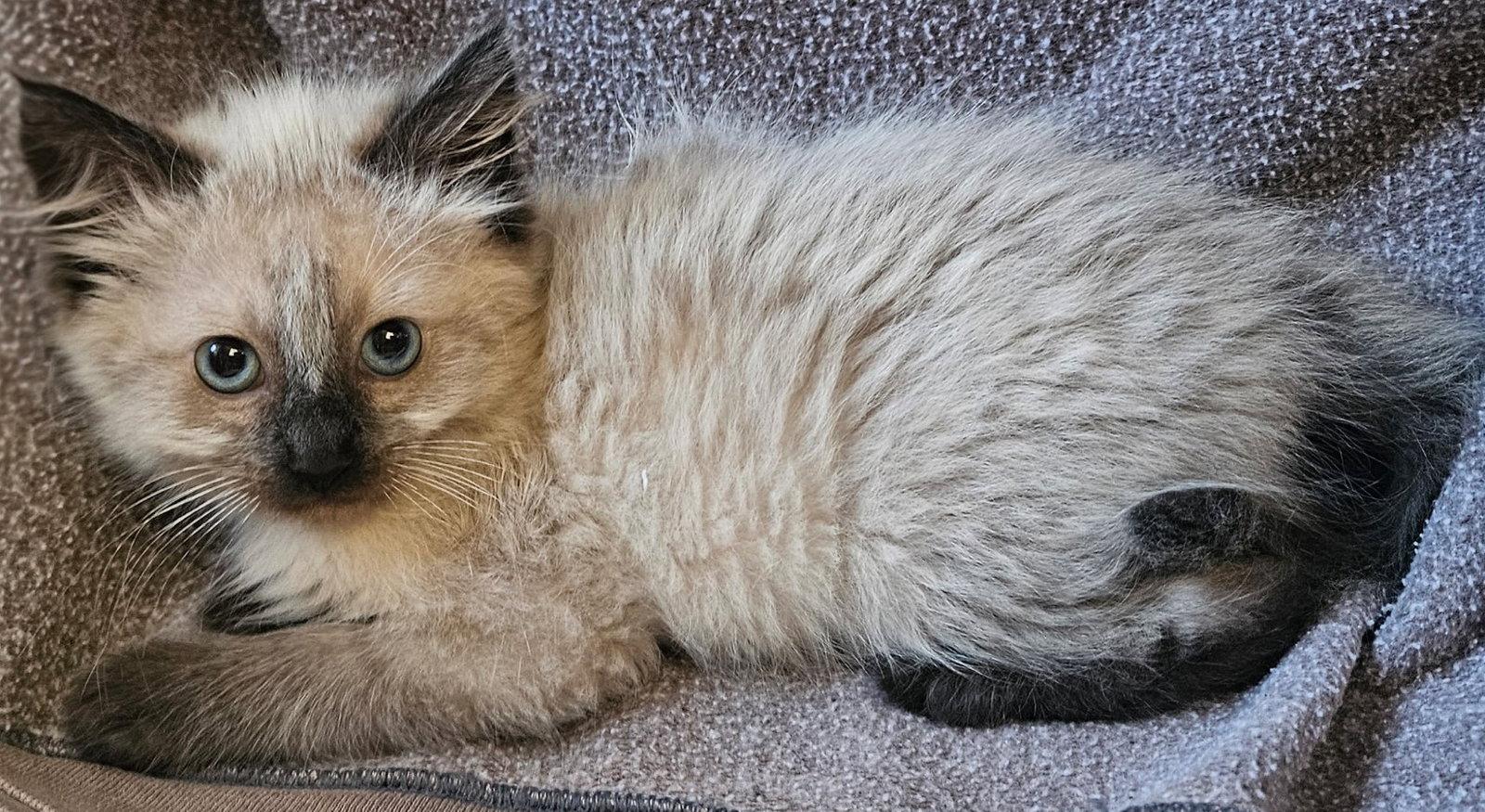 Enlarge Giorgio, a Adoptable Domestic Long Hair in San Jose, CA image 1/3