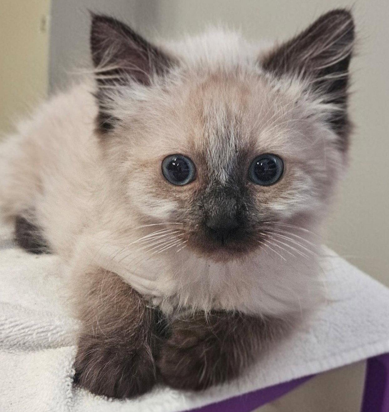 Enlarge Giorgio, a Adoptable Domestic Long Hair in San Jose, CA image 2/3