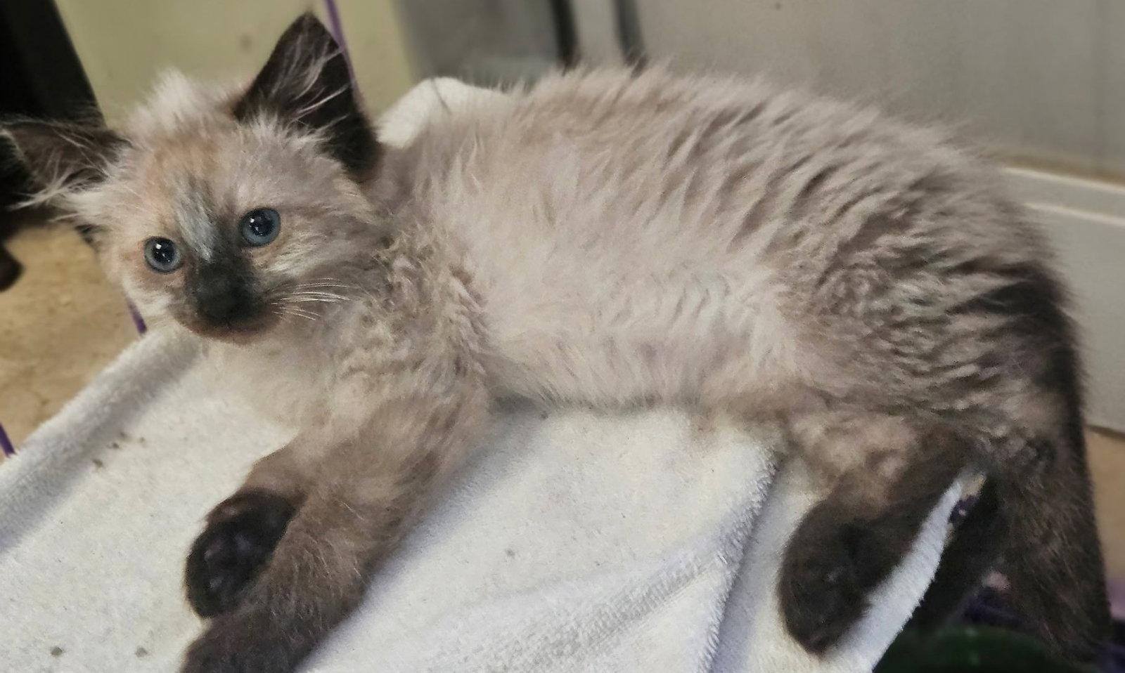 Enlarge Giorgio, a Adoptable Domestic Long Hair in San Jose, CA image 3/3